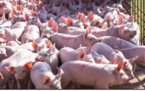 Why the U.S. Leads in Pig Farming but Pork Isn’t Popular