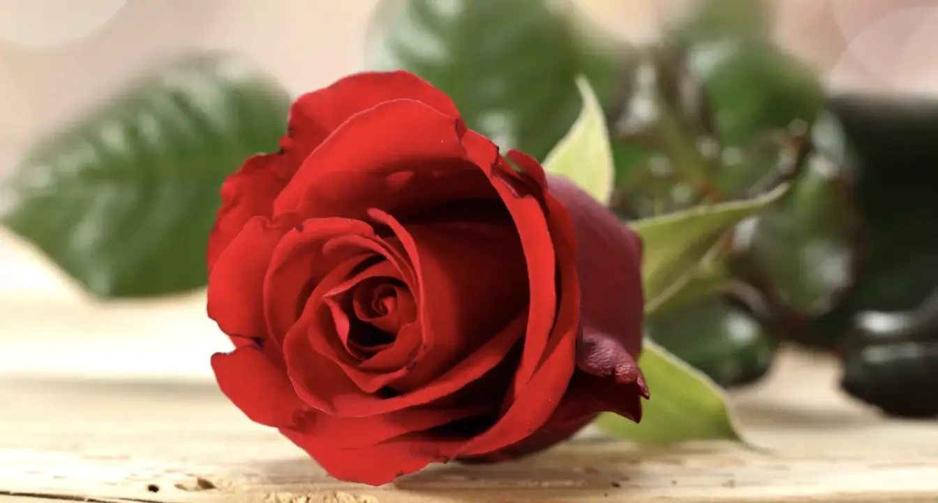 My Date Gave Me a Red Rose at the End of Dinner – I Blocked Him Immediately After