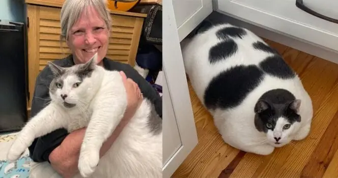 40-pound cat Patches made headlines due to his huge size — see his ...