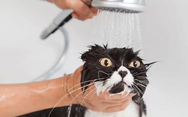 6 Reasons Cats Hate Water