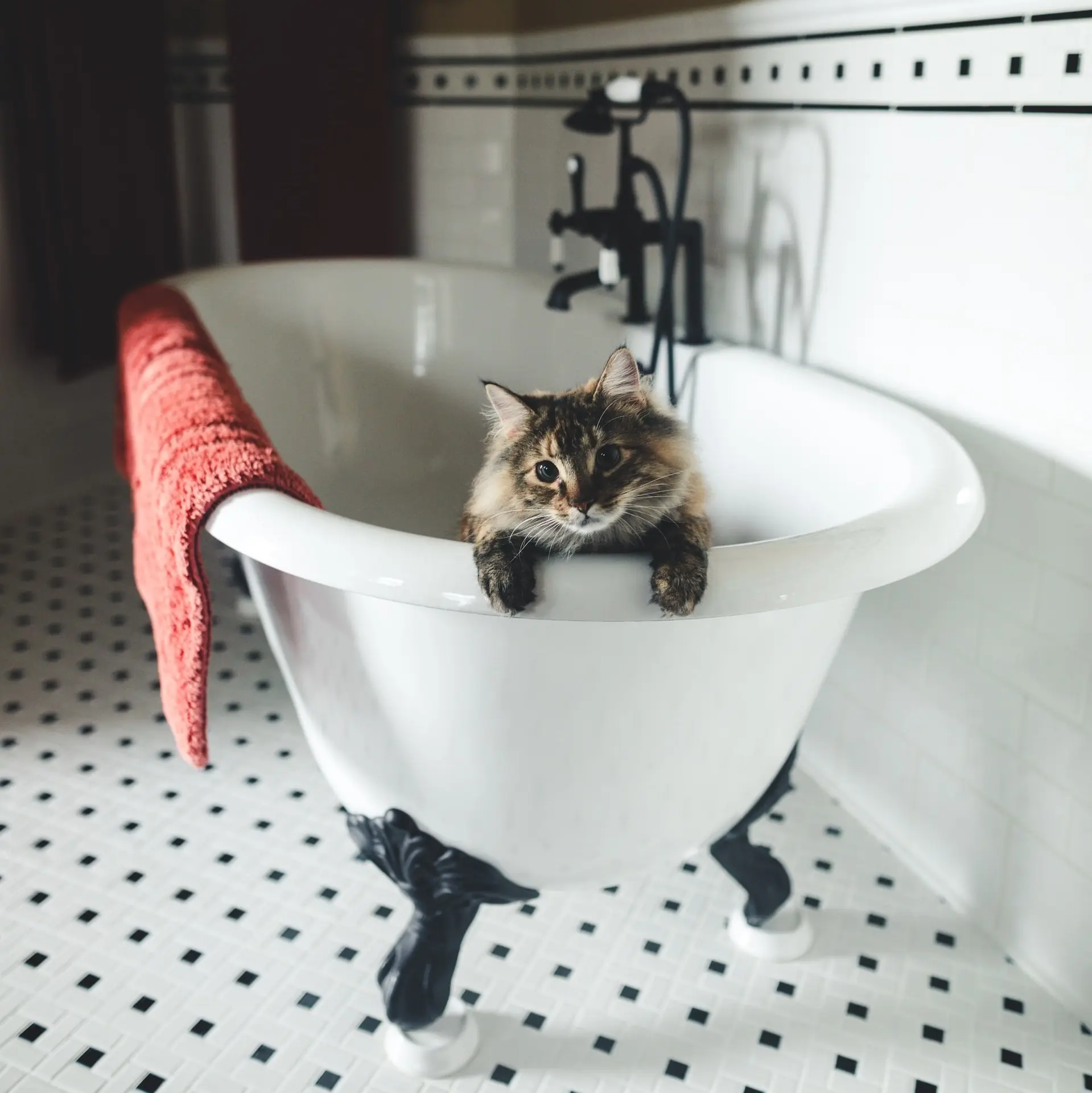 FirstVet Q&A: Why do cats hate water? | FirstVet