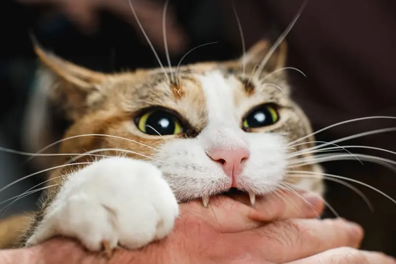 Why is my cat biting me?| Rancho Village Veterinary Hospital | La Mesa Vets