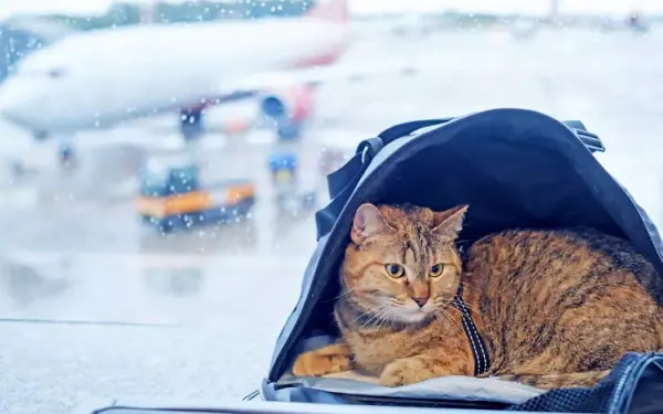 A Complete Guide to Flying With Your Cat on a Plane