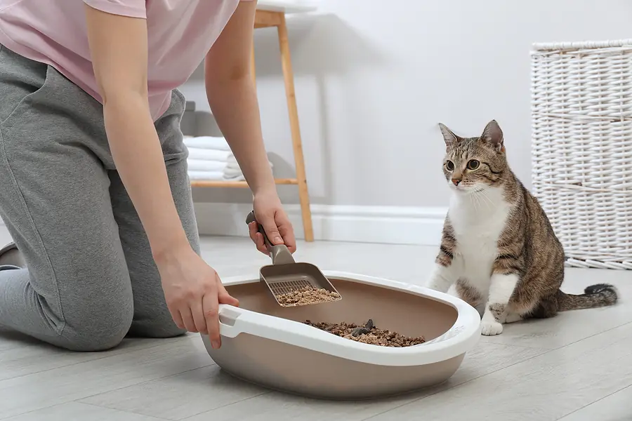 Quirks to Communication: Weird and Wonderful Reasons Behind Your Cat's Litter Box Behaviors | Fear Free Happy Homes