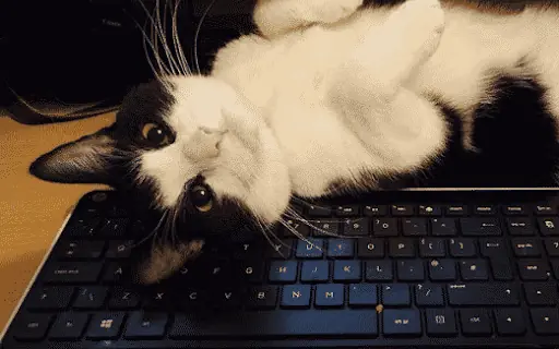 Cat on Your Keyboard? Here's Why Your Computer Is Kitty's Favorite Spot