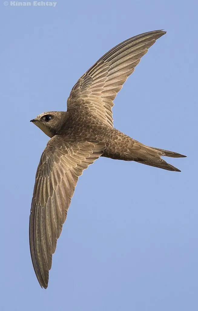 Top 10 birds with the fastest flying speed!