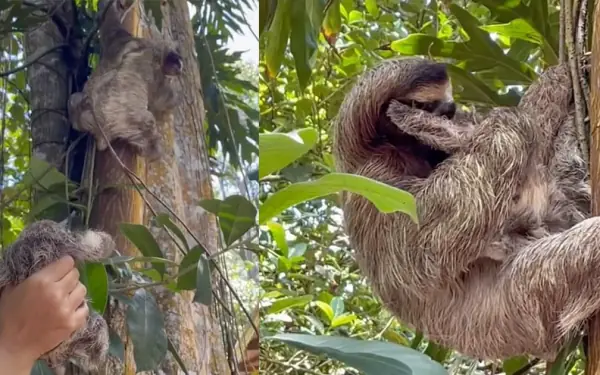 Rescuers save baby sloth and help reunite it with its mother — see the ...
