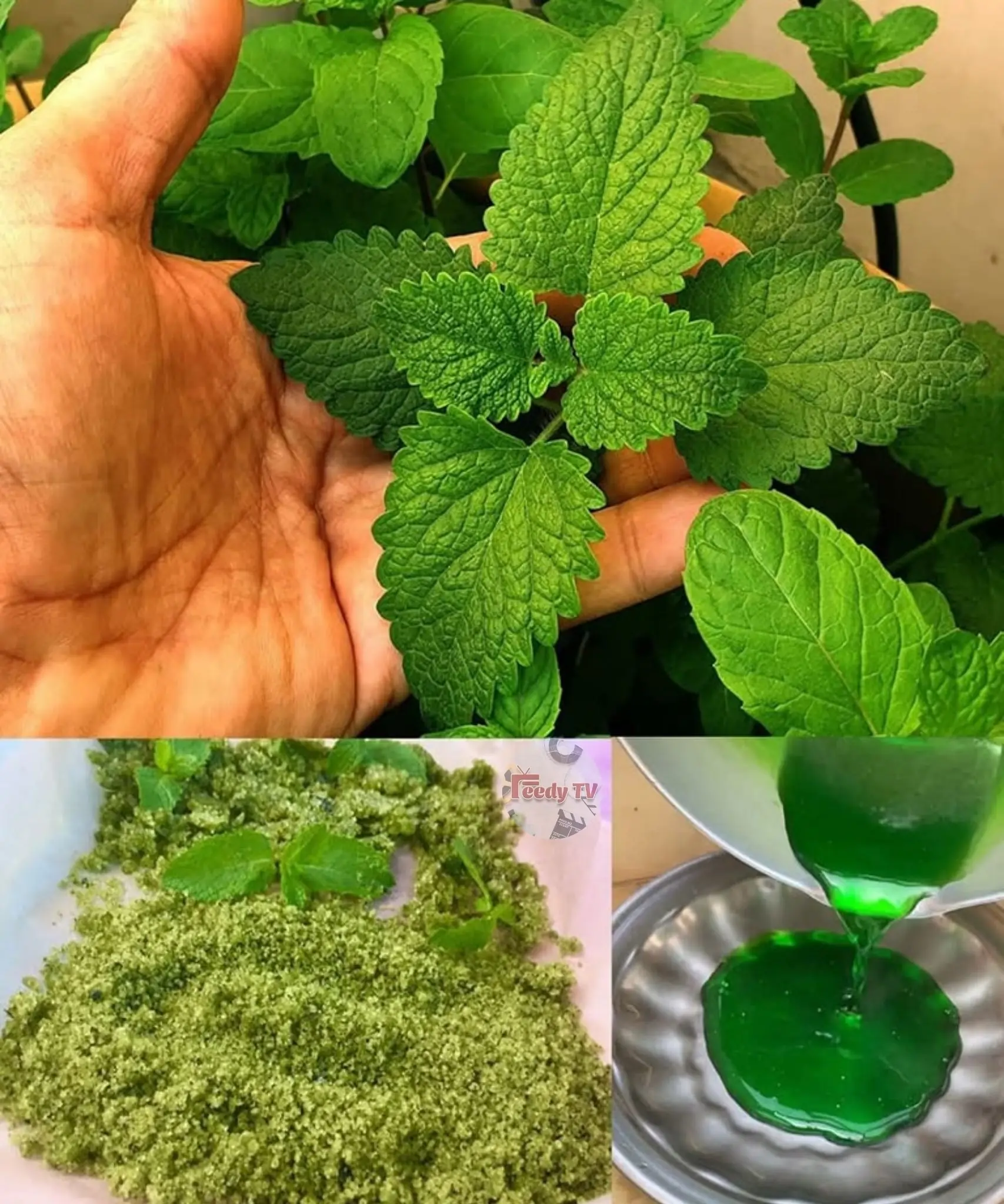 Search Results for: The Versatile Mint: Health Benefits, Uses, and How to Incorporate It into Your Daily Routine