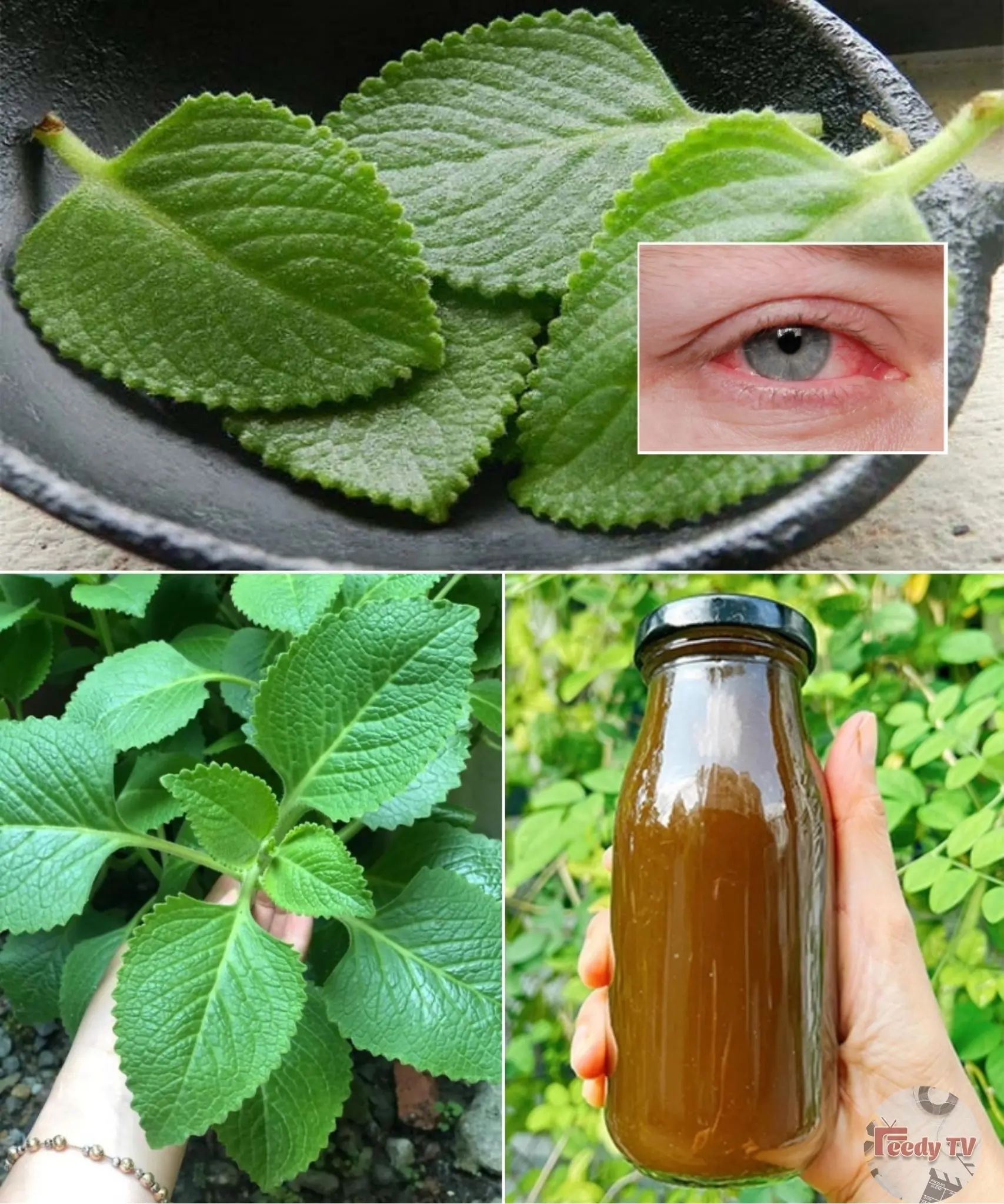 The Miracle Herb for Vision: A Natural Solution for Cataracts and Eye Health