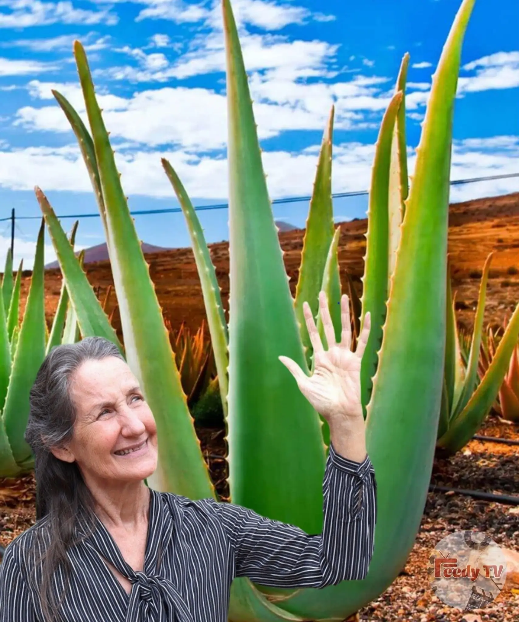 25 Benefits of Aloe Vera: If You Know How to Use It, You’ll Save an Entire “Medicine Cabinet”