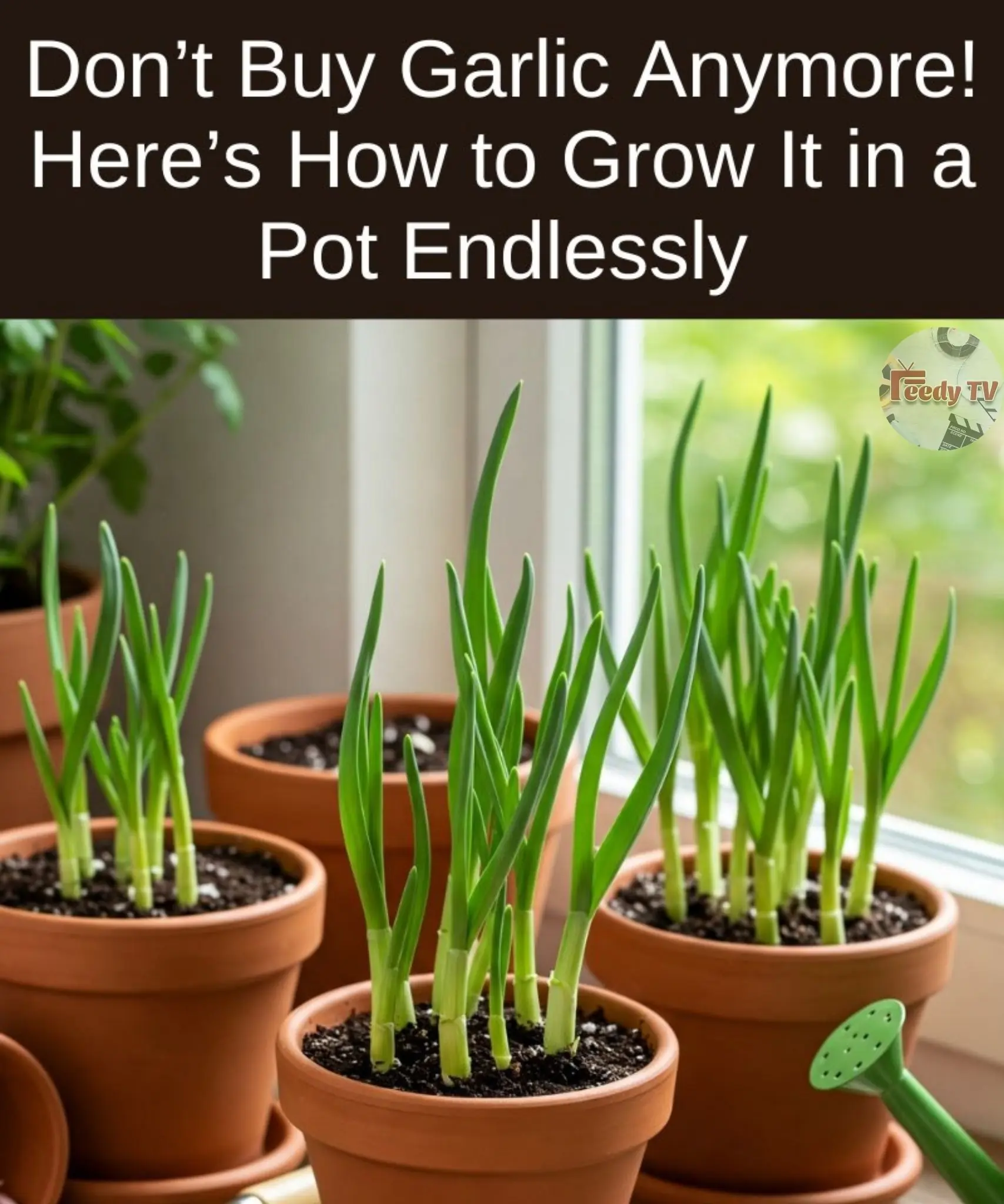 Don’t Buy Garlic Anymore! Here’s How to Grow It in a Pot Endlessly