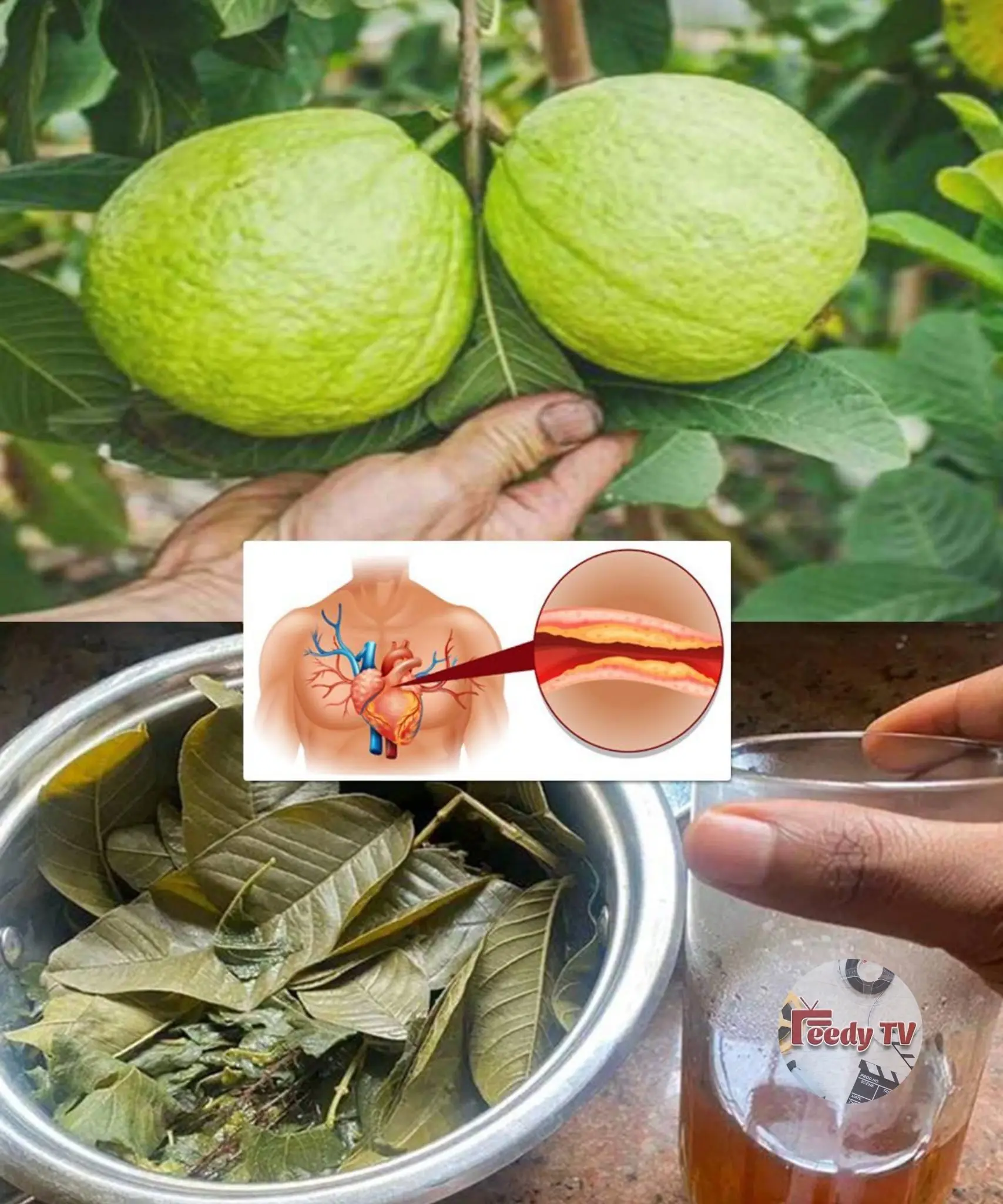 7 benefits of guava leaf tea