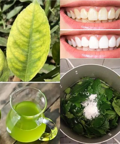 Not Only Does This Leaf Cure Bad Breath and Tooth Decay, But It Also Has Many Other Uses