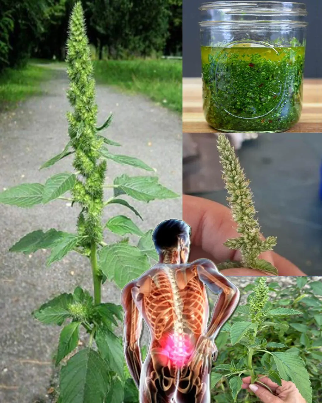 Health benefits of Pigweed