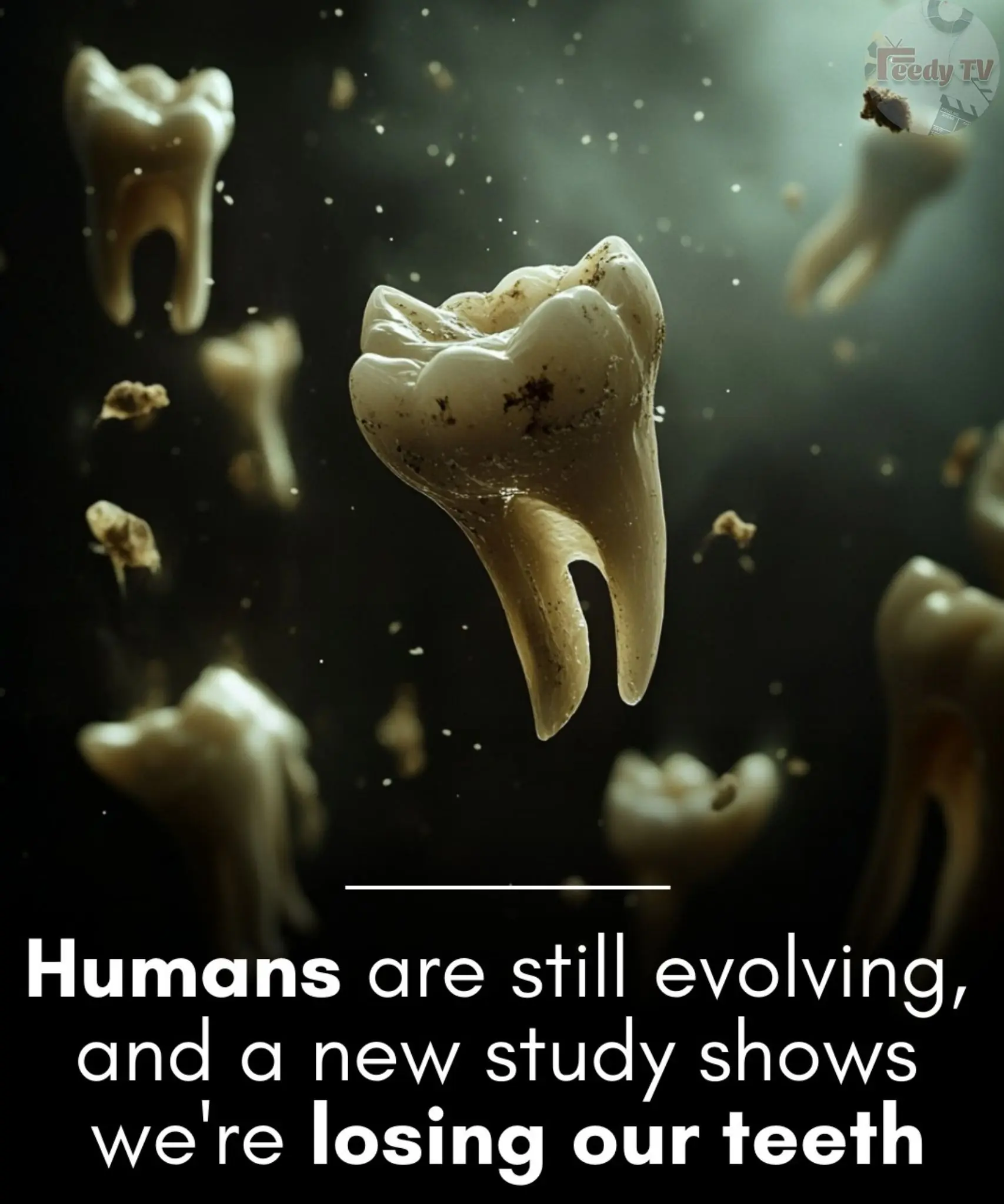 Number of teeth is associated with facial size in humans