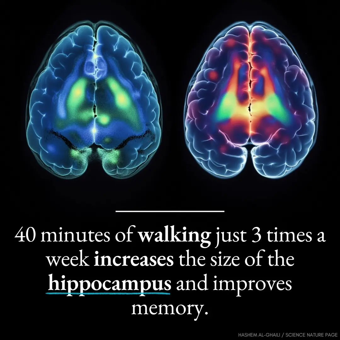 Exercise training increases size of hippocampus and improves memory