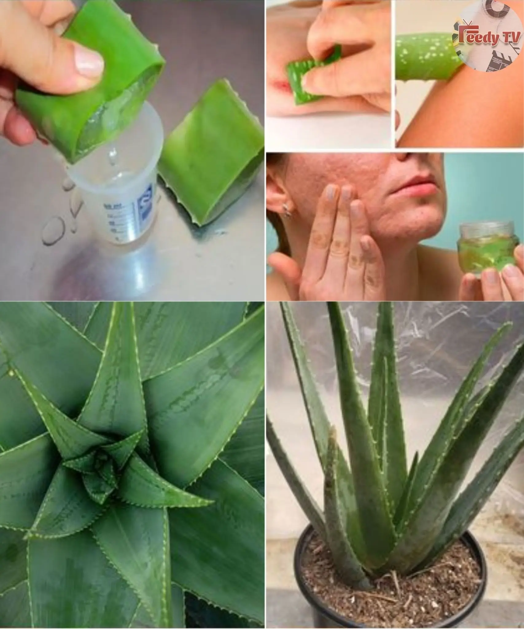 Discover the Magic of Aloe Vera: 7 Skin-Transforming Benefits You Shouldn’t Miss