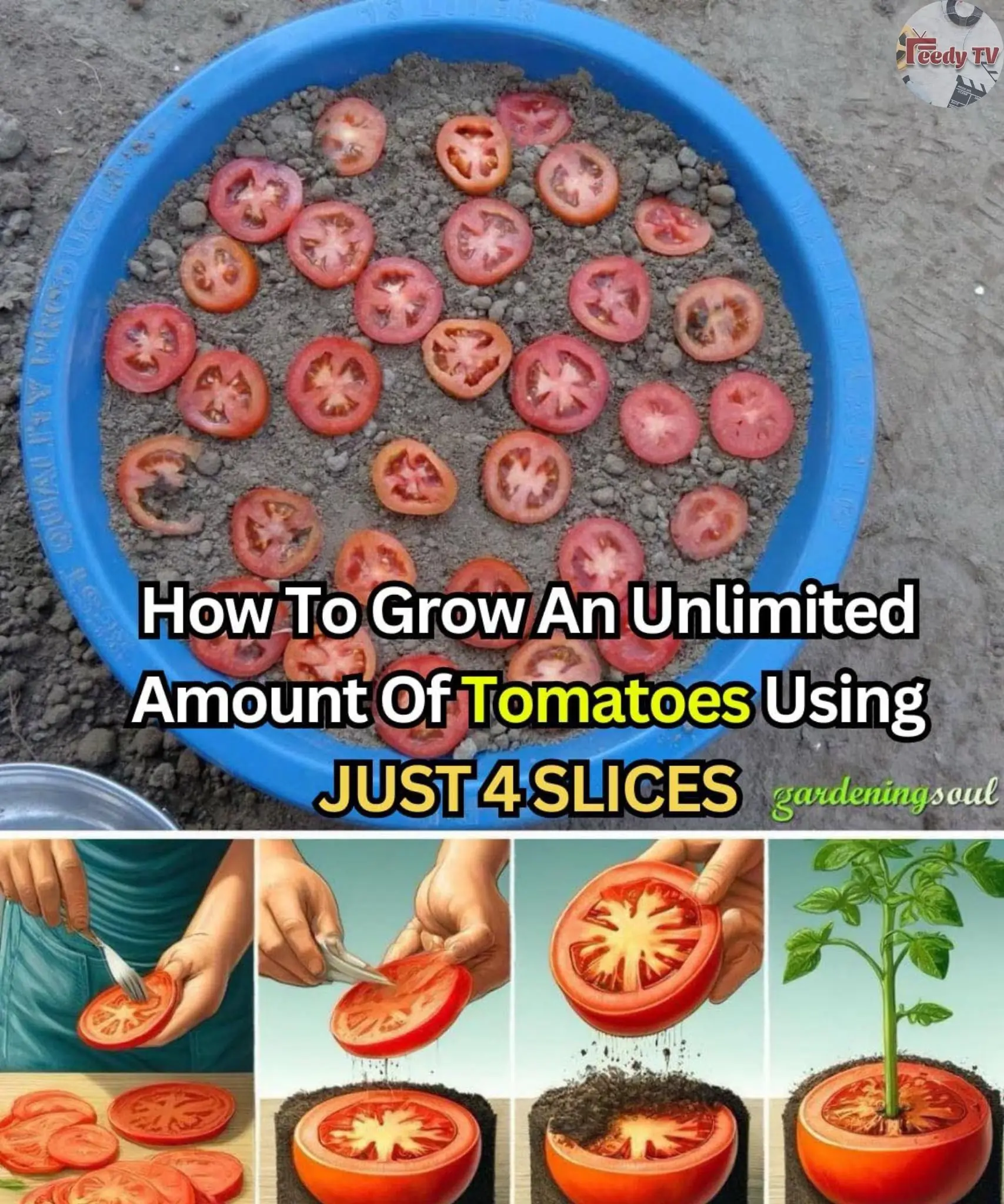 How To Grow An Unlimited Amount Of Tomatoes Using JUST 4 SLICES And Some Dirt!