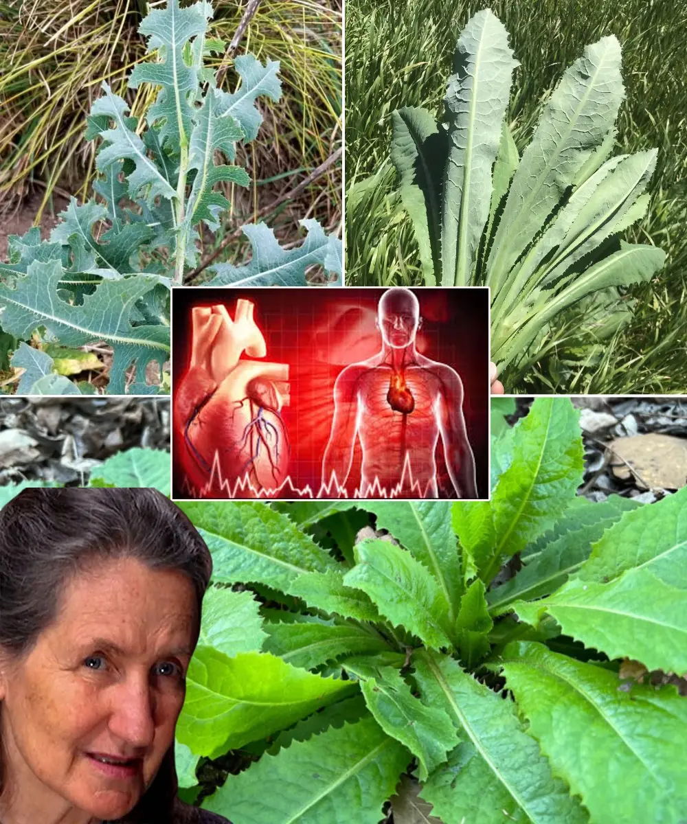 Delving into the Wonders of Prickly Lettuce – Medicinal Miracles and Culinary Creations