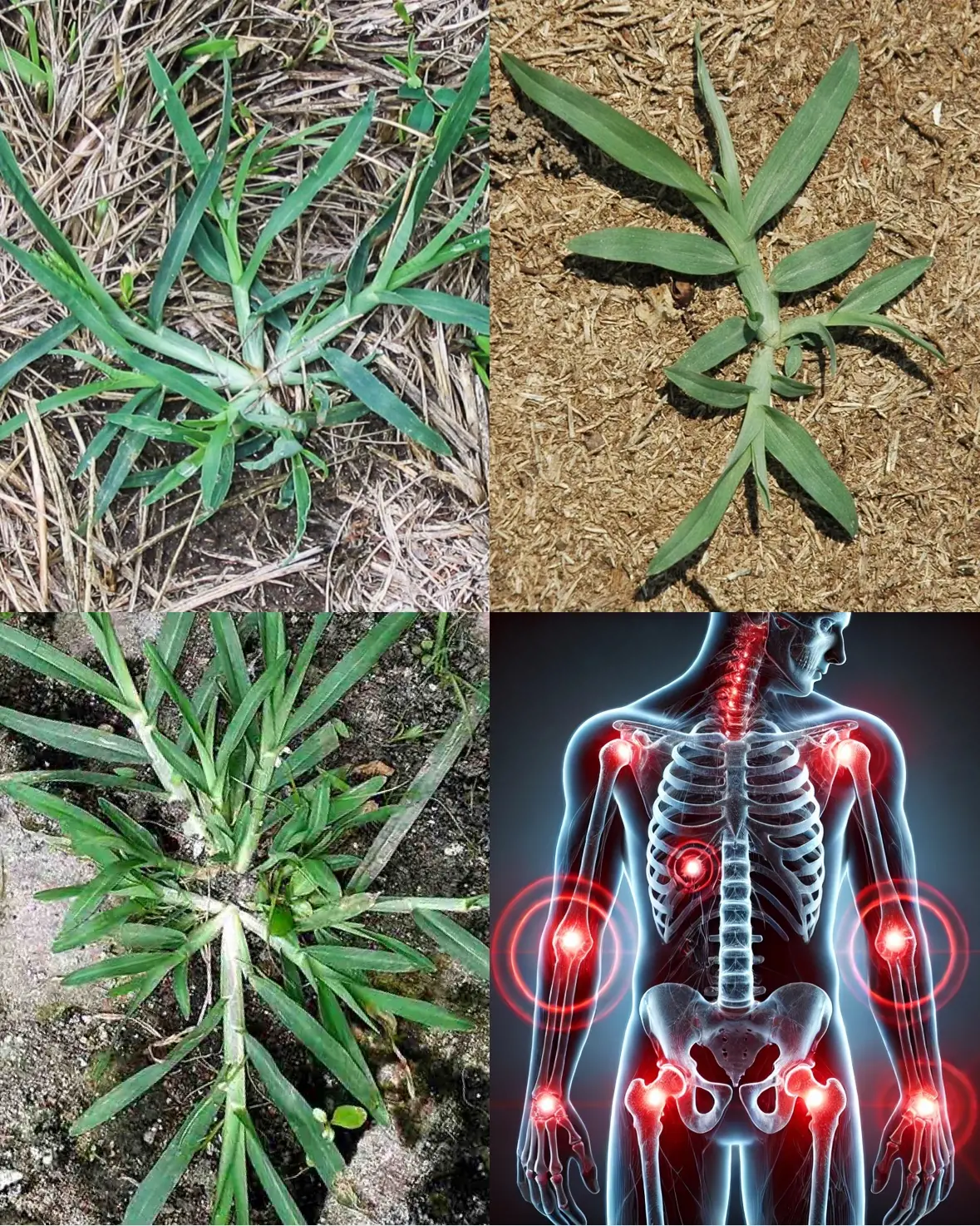 Harnessing the Power of Goose Grass: A Comprehensive Guide to Its Preparation and Therapeutic Uses