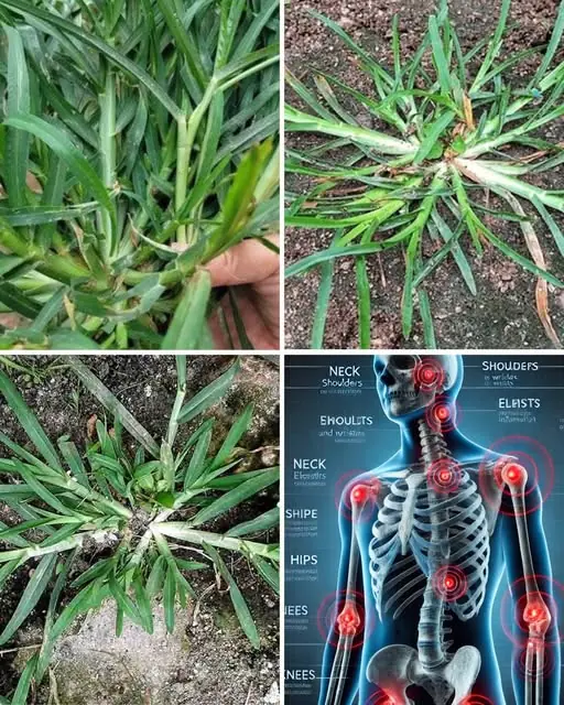 Harnessing the Power of Goose Grass: A Comprehensive Guide to Its Preparation and Therapeutic Uses