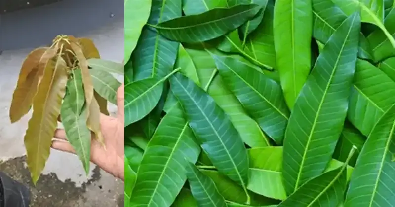 The Hidden Power of Mango Leaves: 30 Benefits and Homemade Uses