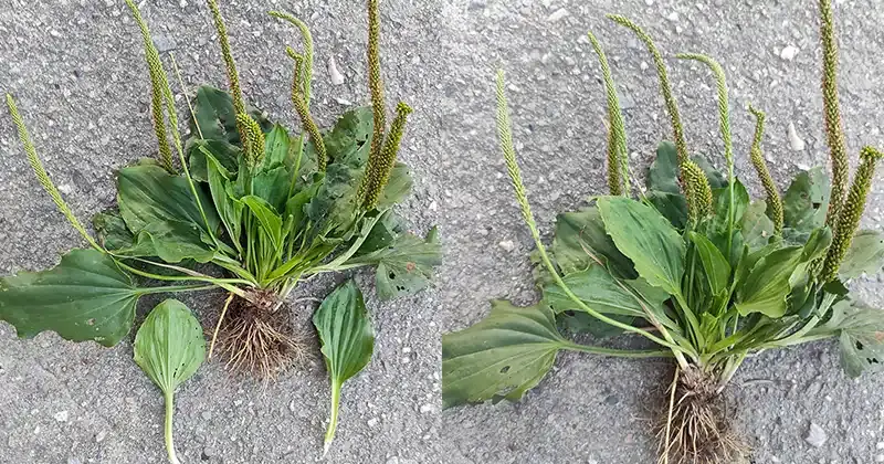 The Health Benefits and Uses of Broadleaf Plantain (Plantago major)