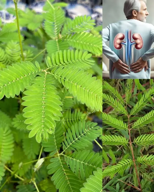 The Healing Power of Mimosa Pudica: 10 Health Benefits and How to Use This Amazing Plant