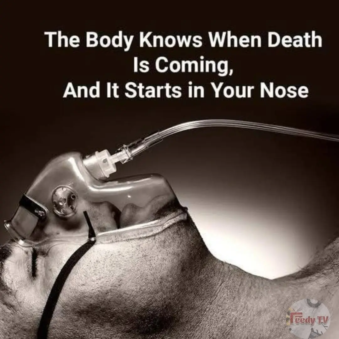 The Body Knows When Death is Near, and It Begins in Your Nose
