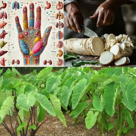 Taro Root: A Timeless Superfood Revolutionizing Health and Sustainability