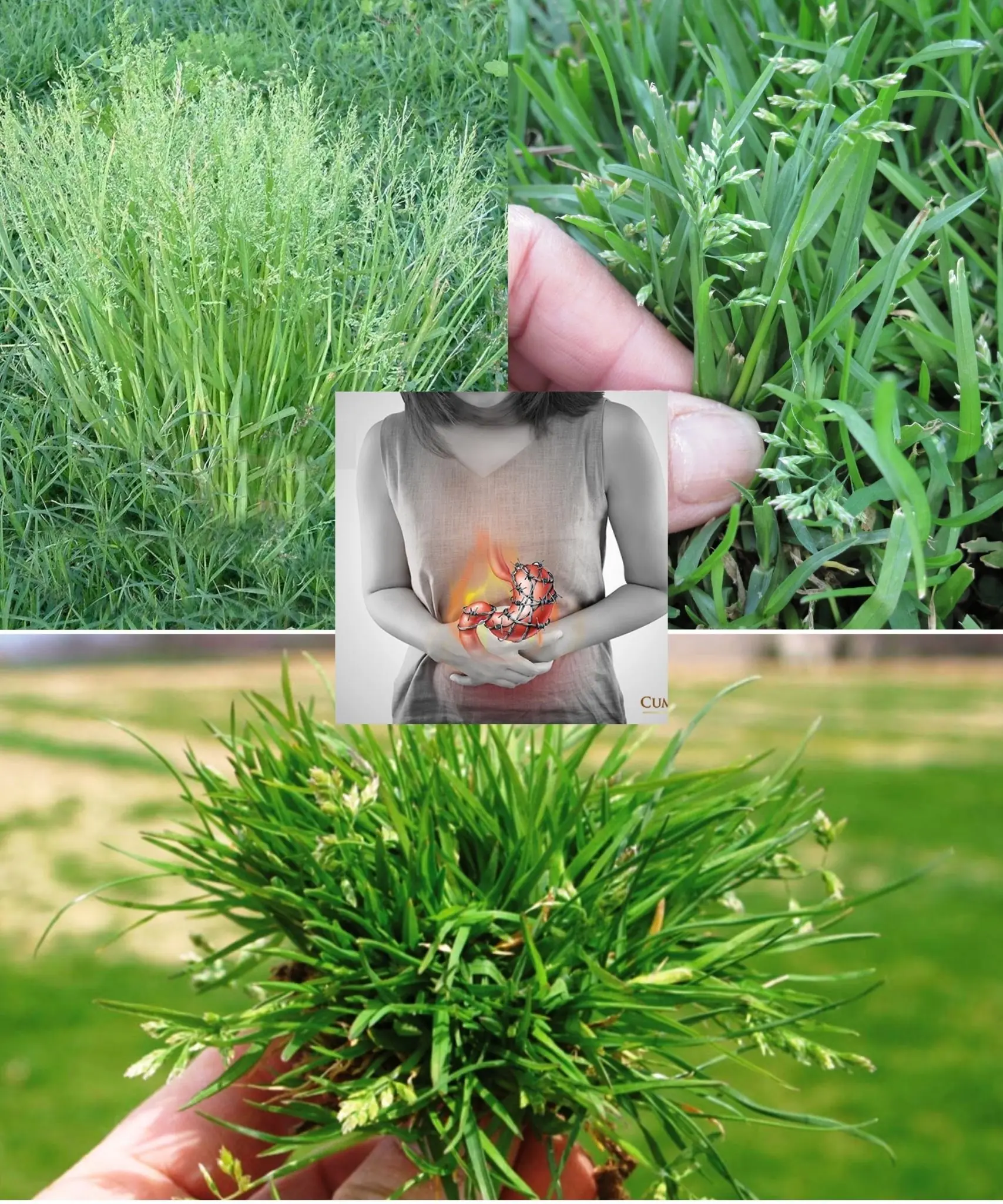 Poa annua: More Than Just a Lawn Weed – Discover Its Hidden Benefits