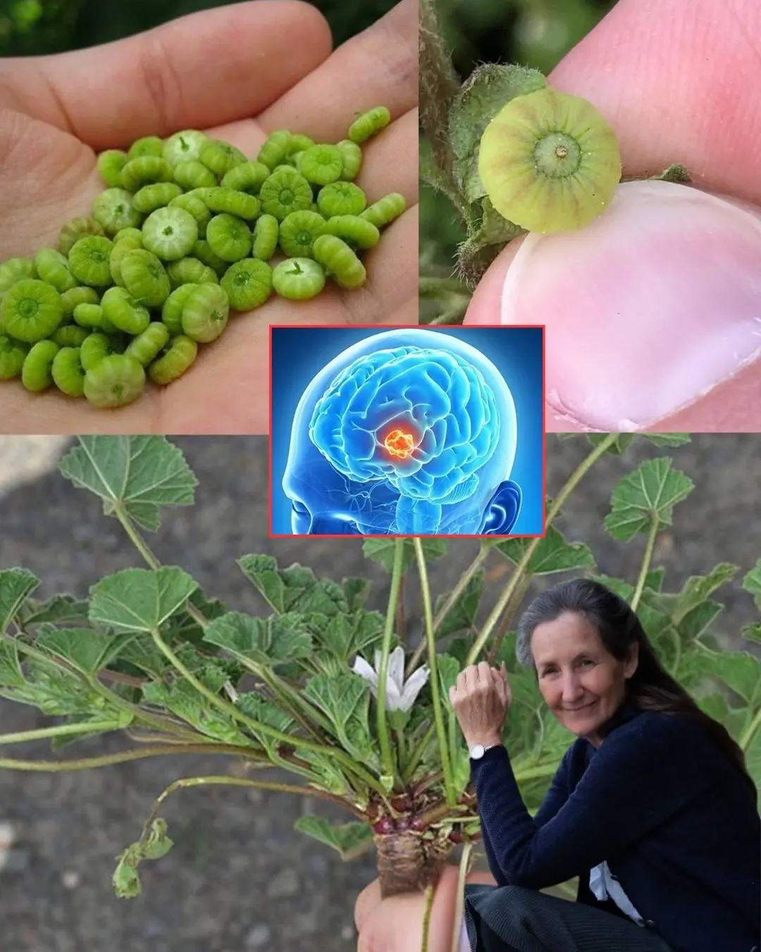 Dwarf Mallow (Malva neglecta): A Powerhouse of Health Benefits and Uses