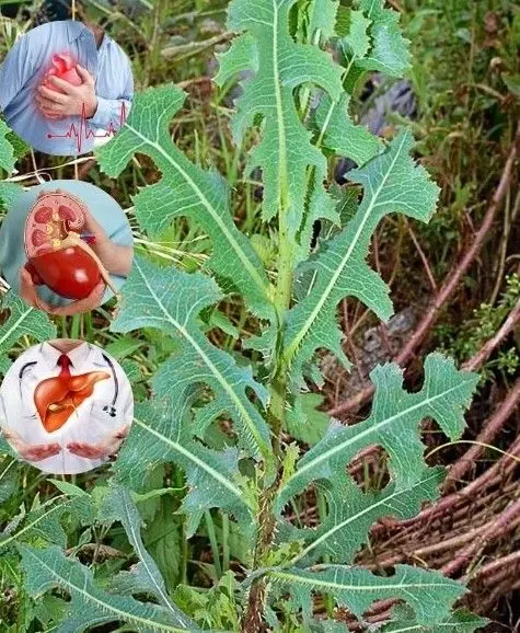 Lactuca Serriola: The Power of Prickly Lettuce That Grows Everywhere