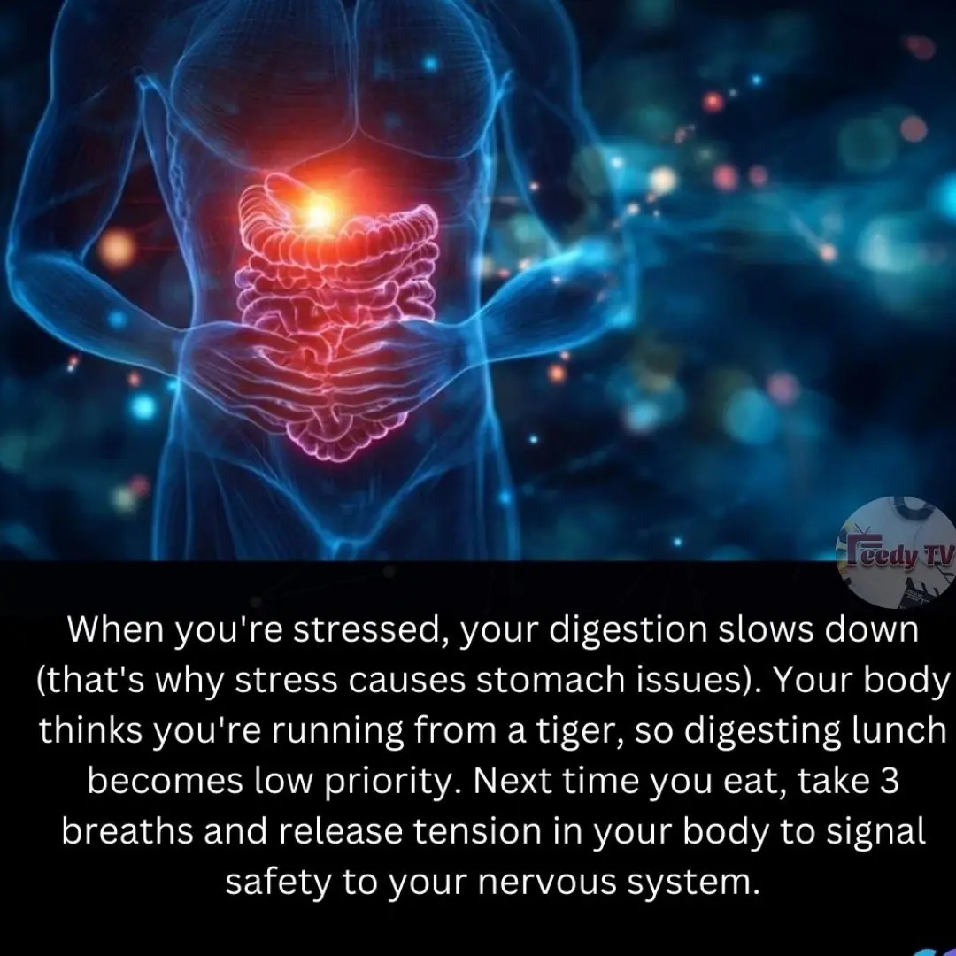 The Impact of Stress on Digestion: Why Our Bodies Struggle to Digest in a Fast-Paced World