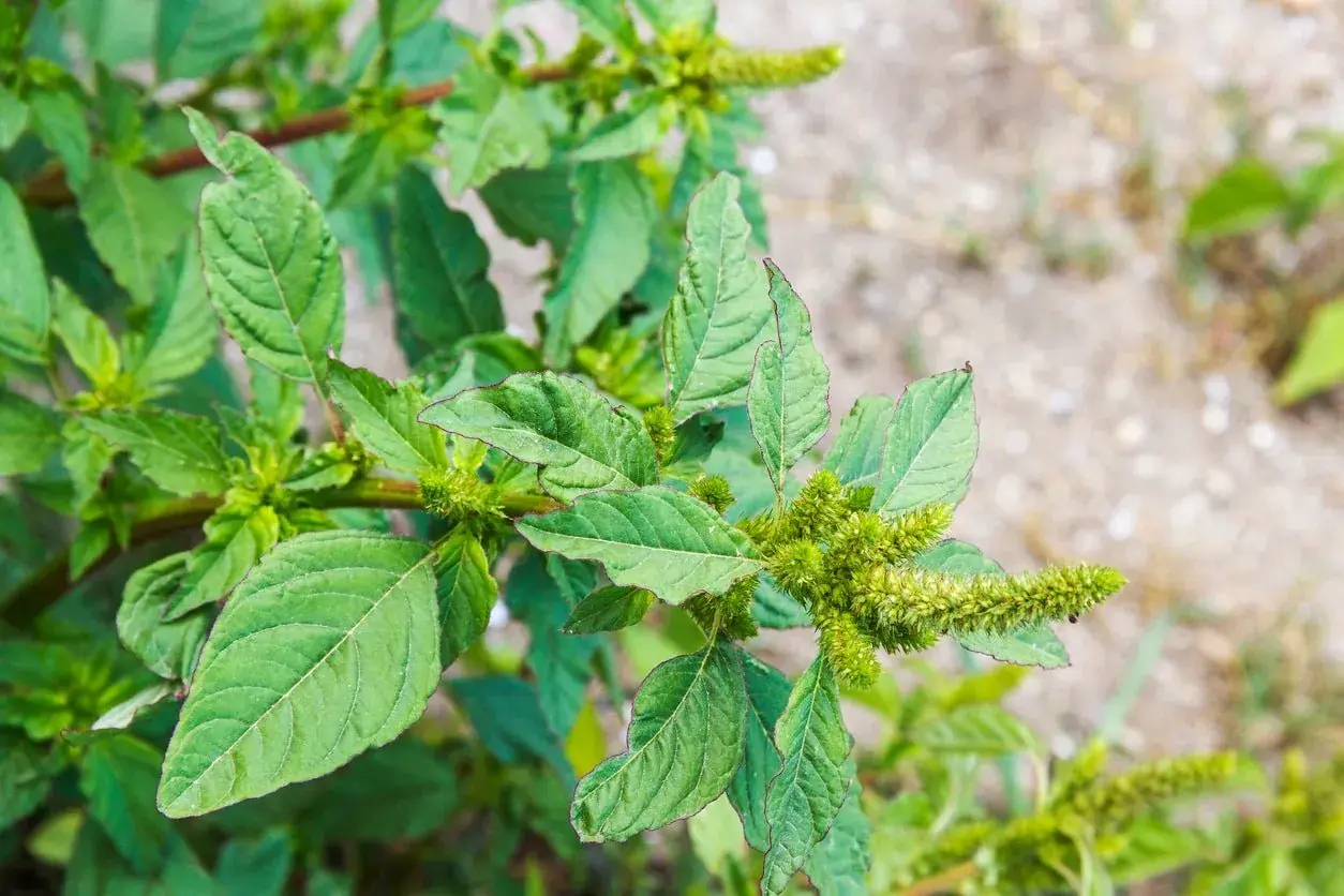 10 Remarkable Health Benefits of Pigweed Greens You Need to Know