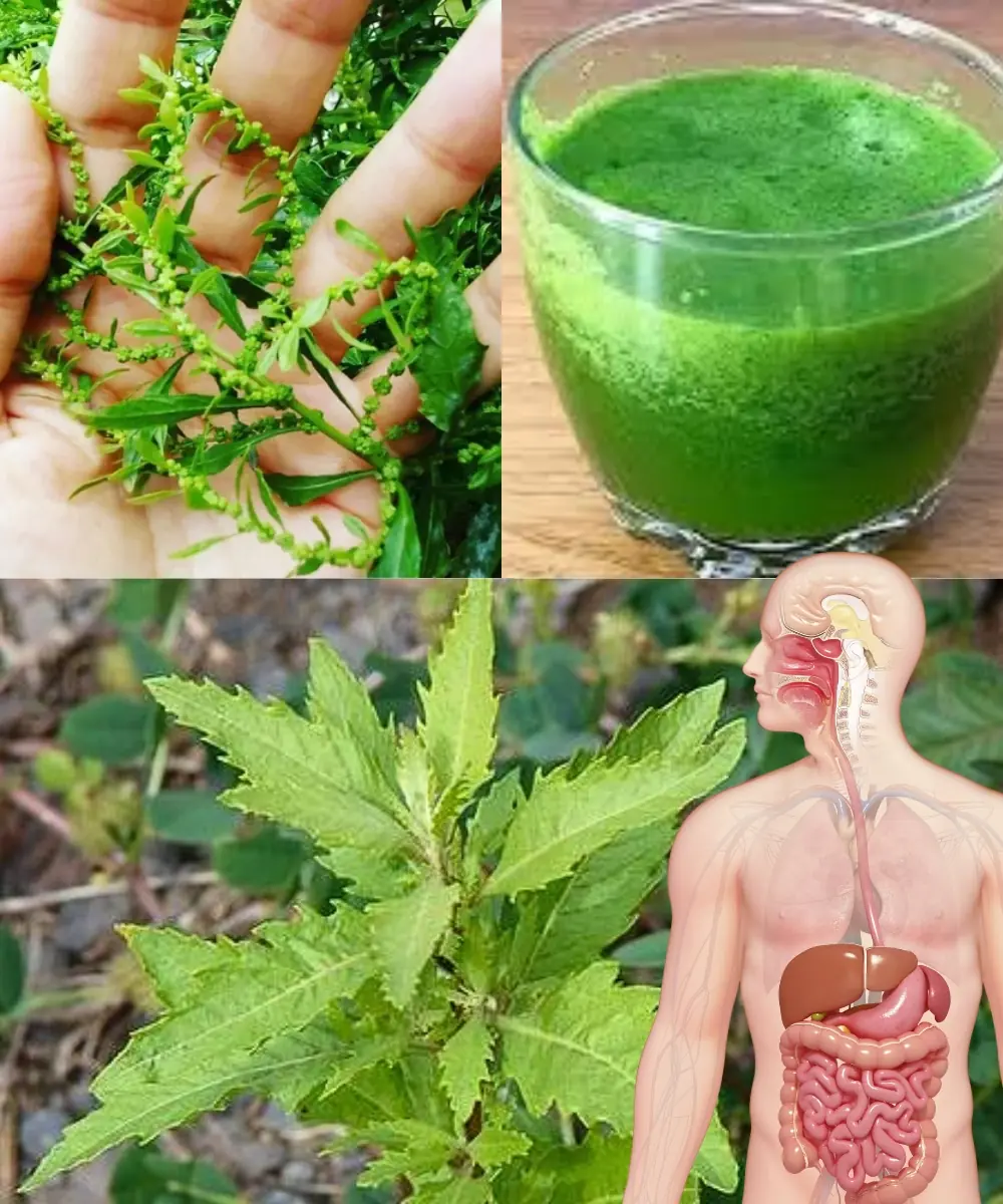 Mastruz: The Natural Super Herb That Can Transform Your Health