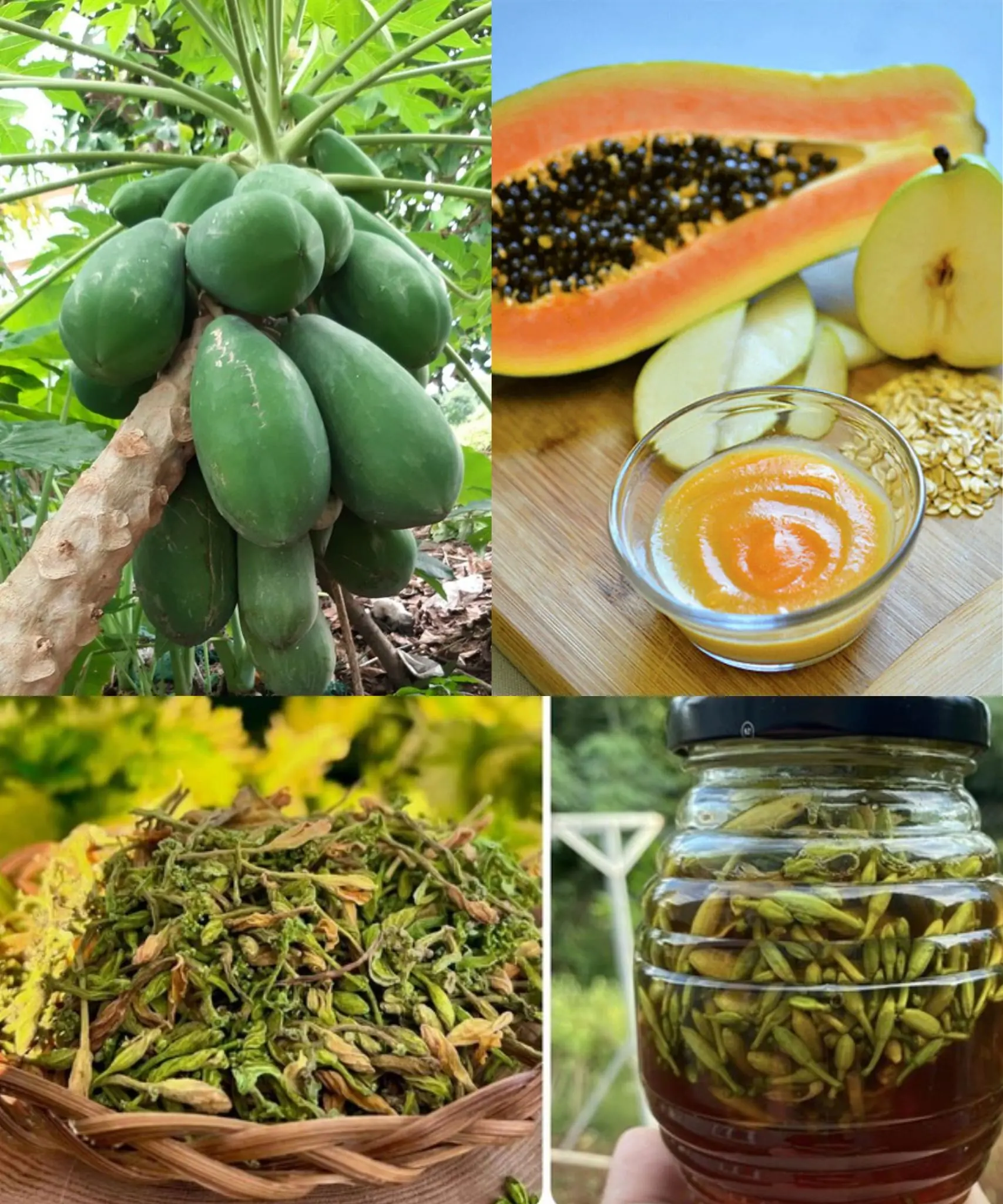 The Hidden Power of Papaya Leaves: Nature's Unseen Healer