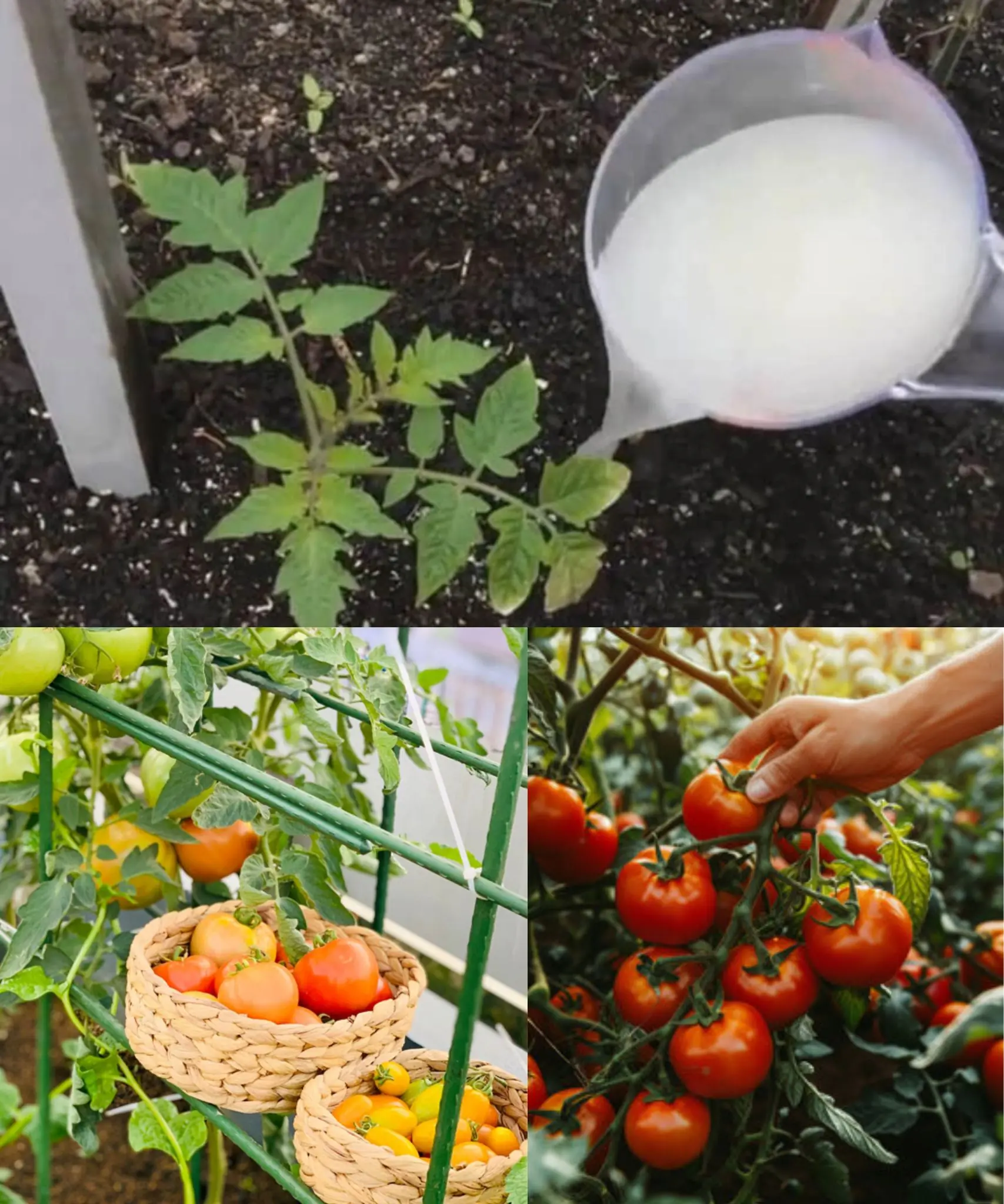 Powerful Homemade Fertilizer for Cucumbers and Tomatoes: Yeast Water