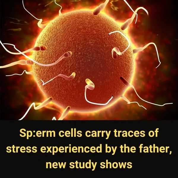 Spe:rm Cells Carry Traces of Stress Experienced by the Father, New Study Shows