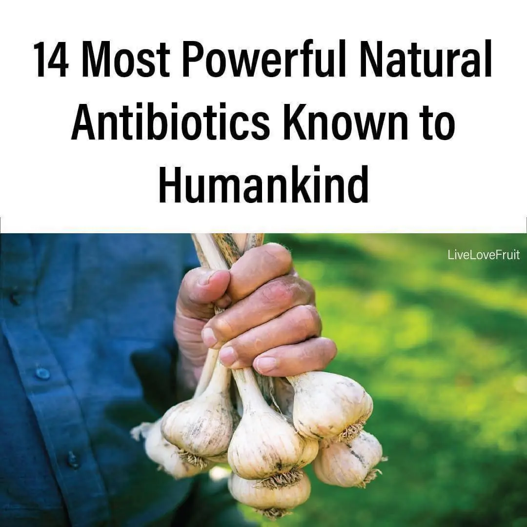 14 Most Powerful Natural Antibiotics Known to Humankind👇