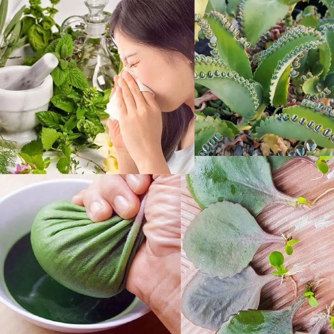 Top 10 Benefits of Kalanchoe for Your Overall Health