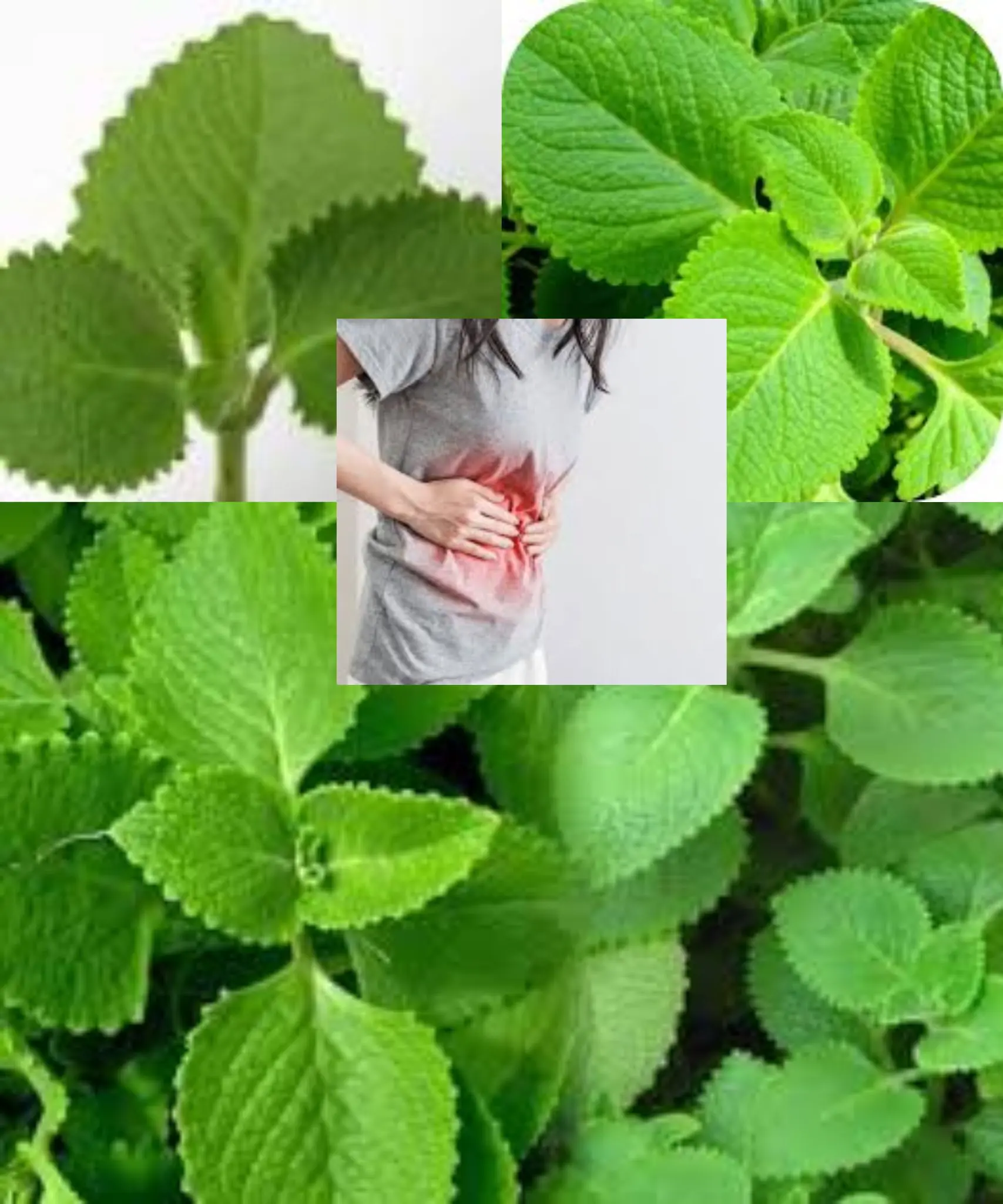 Lemon Balm Leaves - The 'Precious Herb' That Can Treat 15 Health Issues Many People Don’t Know About