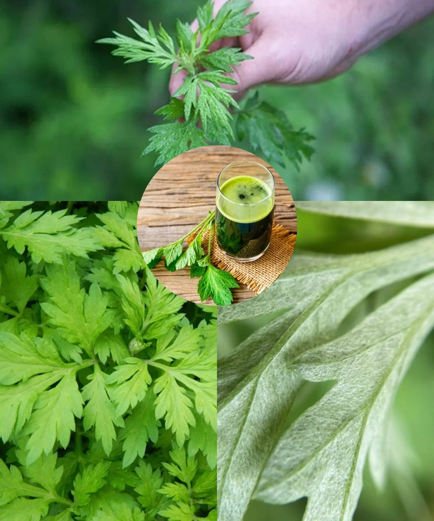 Unveiling the Power of Mugwort: 20 Amazing Benefits and How to Use It