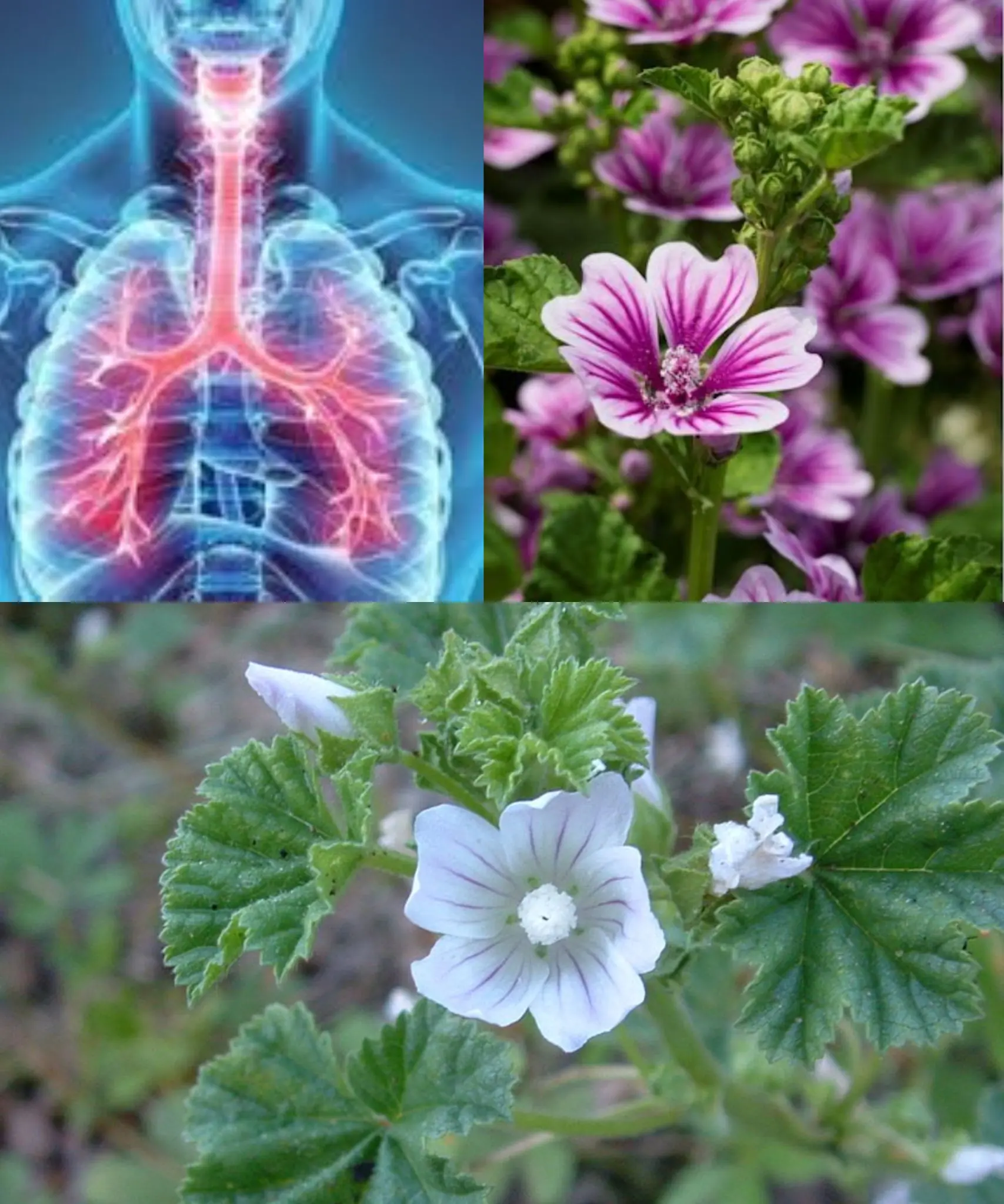 Dwarf Mallow (Malva neglecta): Nature’s Hidden Treasure for Health and Wellness