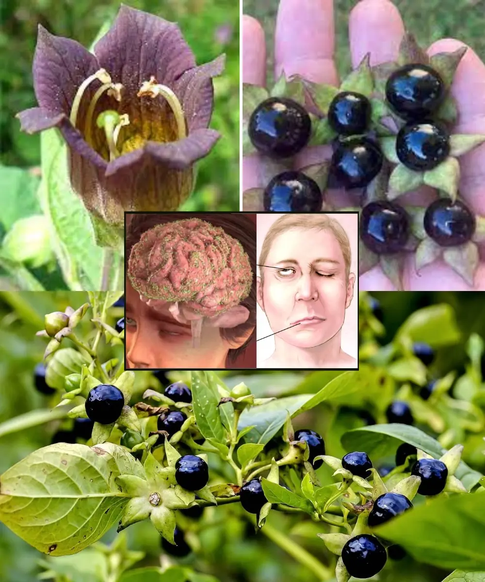 Deadly Nightshade Atropa Belladonna The Mysterious and Toxic Plant with a Dark History