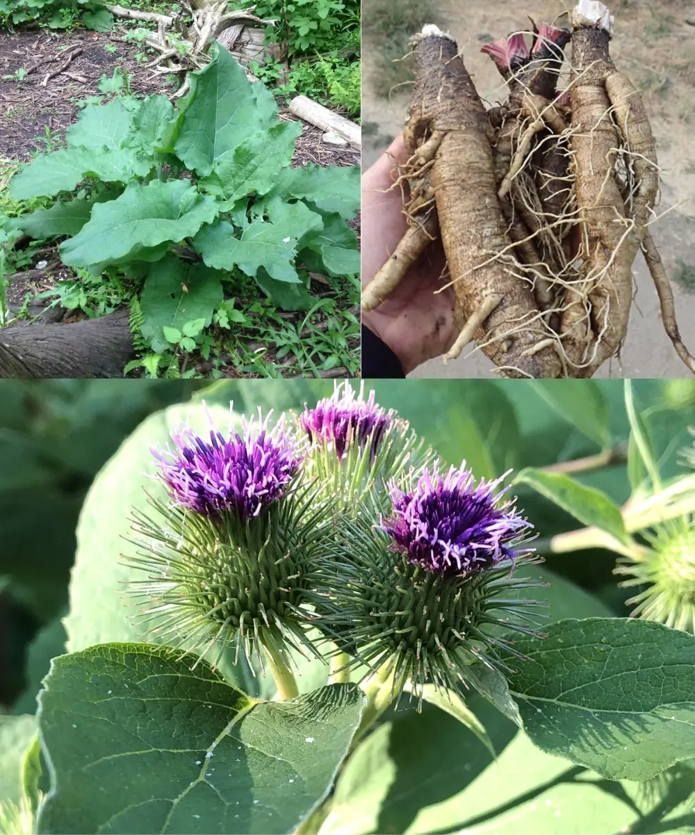 Burdock: Exploring the Benefits of Roots, Leaves, Stalks, and Stems