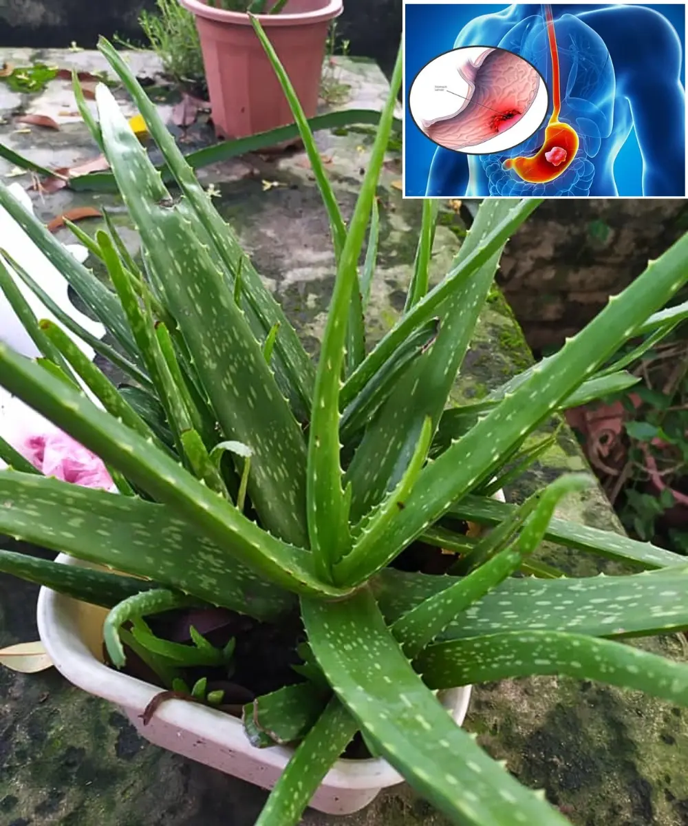 The hidden power of Aloe Vera – a miraculous plant