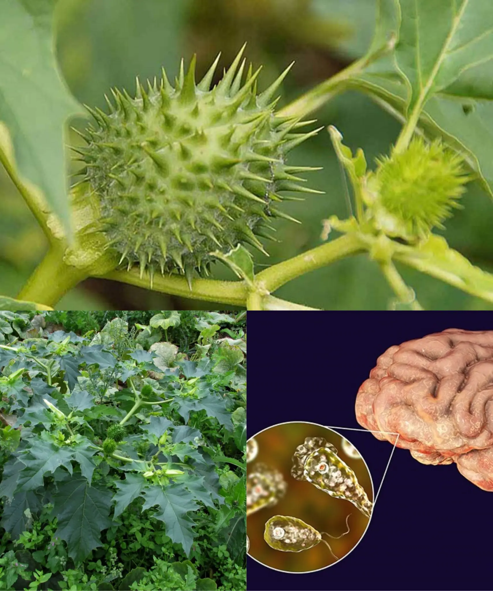 Health Risks of Datura Stramonium: A Dangerous Plant to Be Aware Of