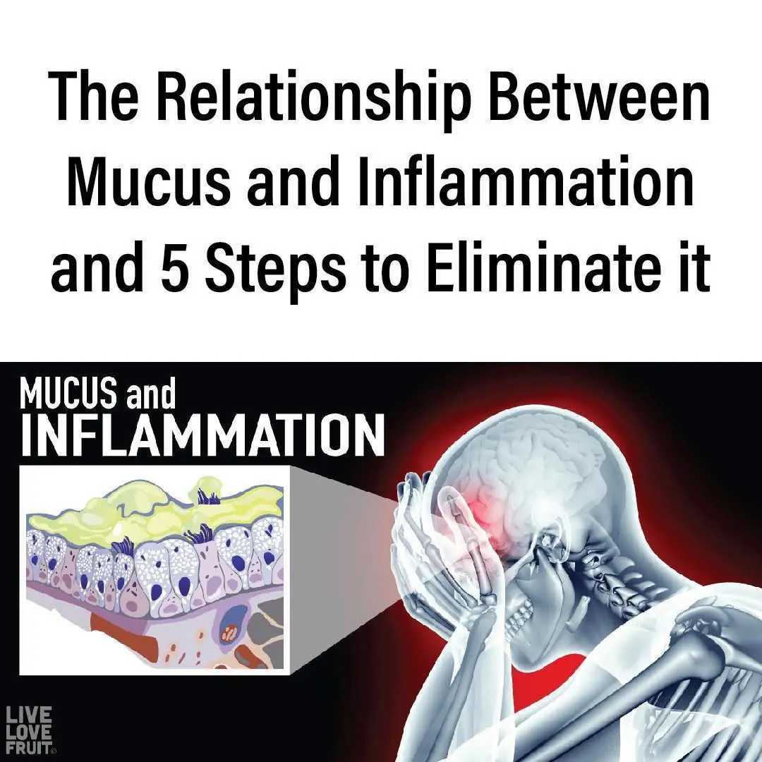 The Relationship Between Mucus and Inflammation and 5 Steps to Eliminate It The Relationship Between Mucus and Inflammation and 5 Steps to Eliminate It