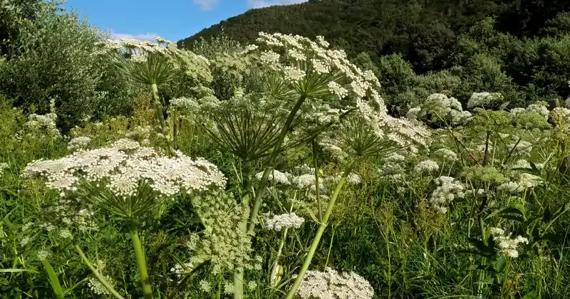 Queen Anne’s Lace (Daucus carota): Unveiling the Benefits of this Delicate Wildflower